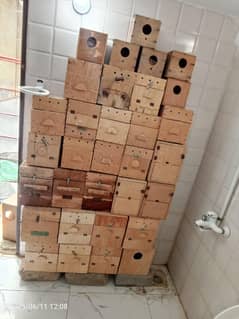 lovebirds breeding box