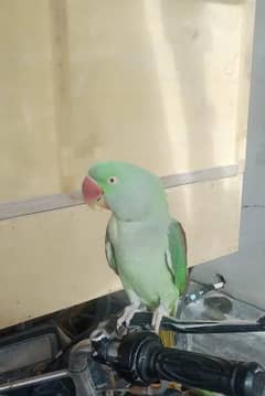 Raw Parrot Female
