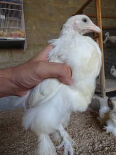 WHITE BUFF CHICKS AVAILABLE