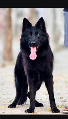 German