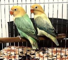 Pale fallows lovebirds