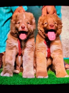 alabai security dog 2 month pair for sale heavy bone