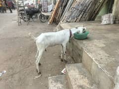 BAKRI DOODH WALI 4 DANT