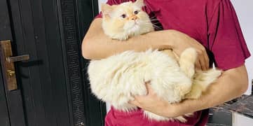 Persian