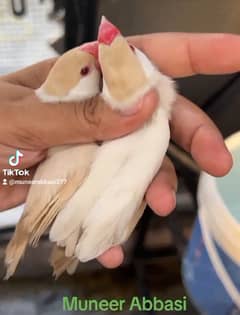 Pastal fawn Top Quality Birds