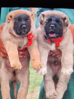Kurdish kangal security dog 2 month pair for sale heavy bone