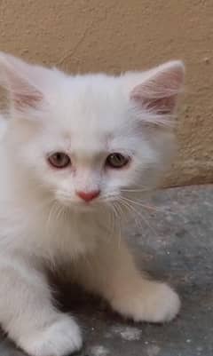 persion Cat