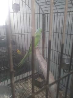 Green pair with 3 Chicks