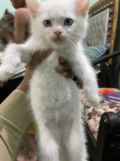 Persian