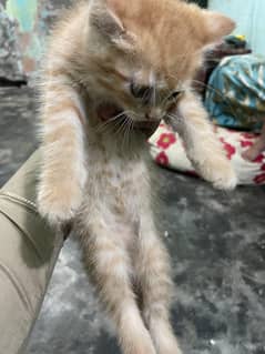 Persian