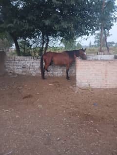 Horse
