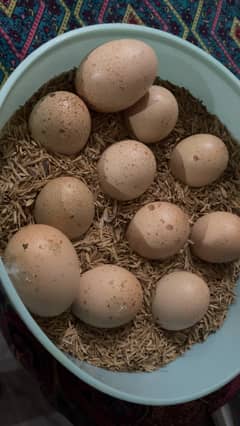 Shamo eggs available for sale