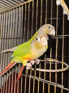 Pinapple conure
