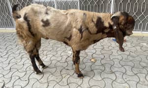 pure bahlwali beetal breeder