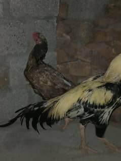 Aseel piar forsale good condition