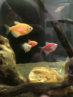 Cichlid