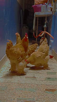 Golden Buff (1 Male 2 Females Hens)