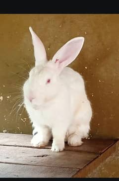 rabits