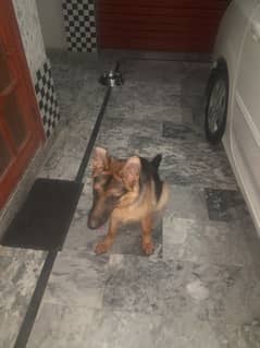 Gsd Stock coat male for salw
