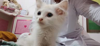 baby cat White colour