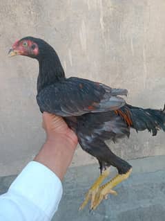Mianwali