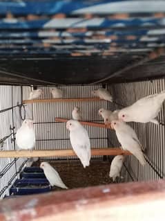 pastelino/albino split/ albino red eyes Breeder pairs available