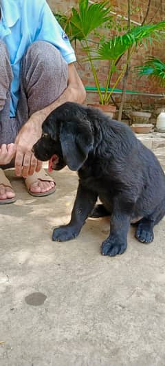 2 dog male and female /pair