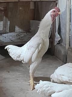 ko shamo chicks