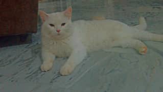 Persian