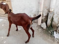 nagri