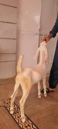 rajanpuri