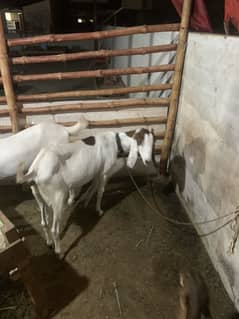 Gher ki bakri h