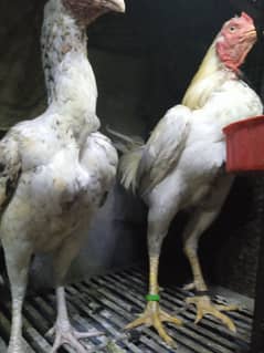 pair Aseel for sale