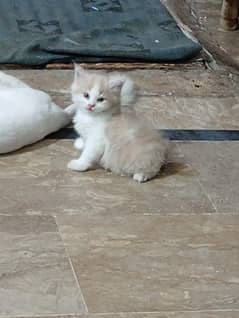 balu
