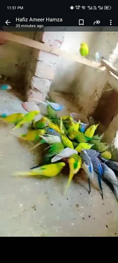 Australian parrots