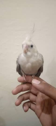 hand tame cocktail