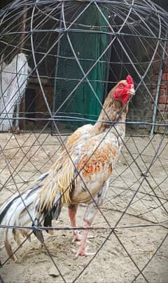 Urgent sale Jis Bhi Ko Smj Aya Kindly whi Contact Kren !!