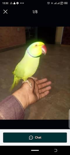 parrot