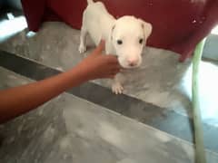 Kohati Gultair Pure Puppy Pink nose 0*300*56*29*21*3