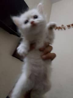Cats