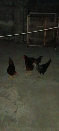 4 chickens in good health home made and Cage