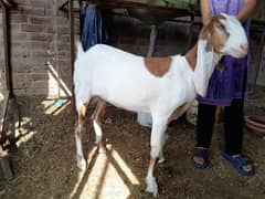 ablaq bakri