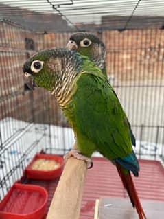 Conure,lovebird,cocktail,plum head for sale