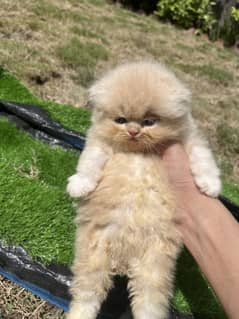 Near to peki / peke female kitten high quality extra chubby