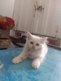 persion cat for sale