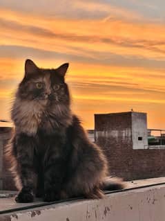 persian Cat