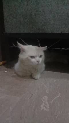Persian male cat available