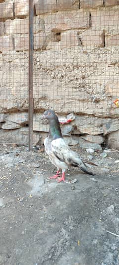 high flyer male selling on urgent basis.
