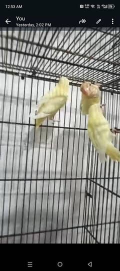 Crimino Decino albino  black eyes blue pistal