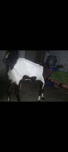doodhwali bakri do dant ki